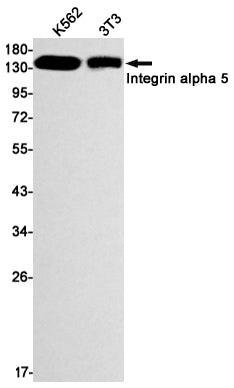 Integrin alpha 5 Rabbit Monoclonal Antibody