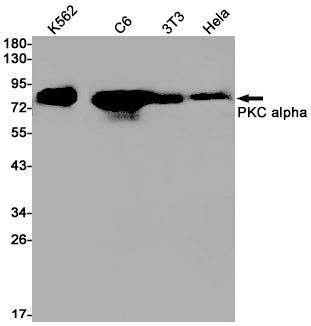 PKC alpha Rabbit Monoclonal Antibody