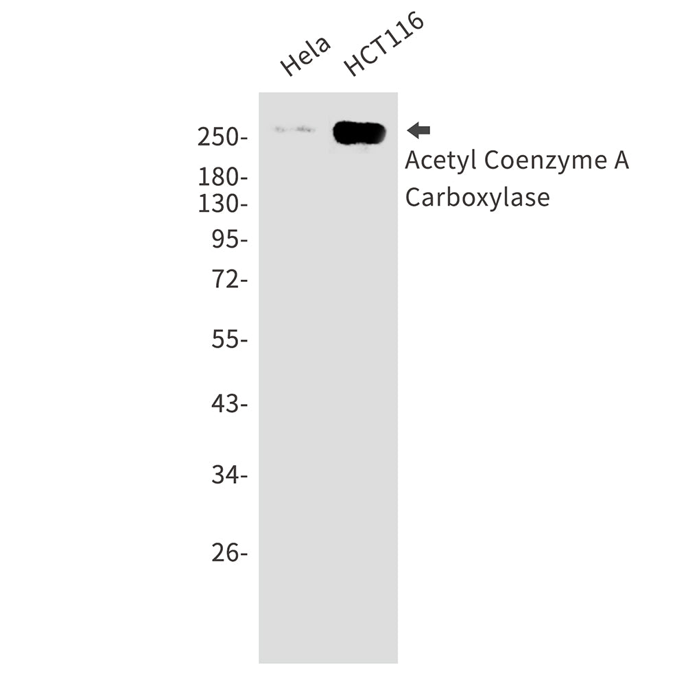 Acetyl Coenzyme A Carboxylase (6N12) Rabbit Monoclonal Antibody
