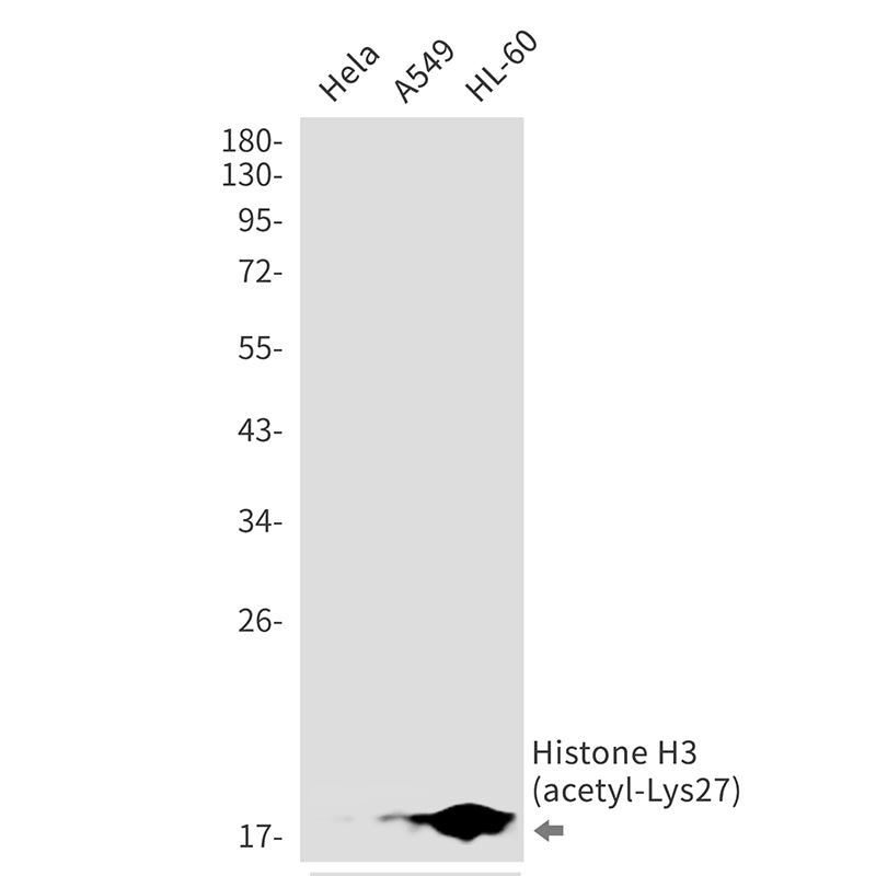 Acetyl-Histone H3 (Lys27) (17F16) Rabbit Monoclonal Antibody