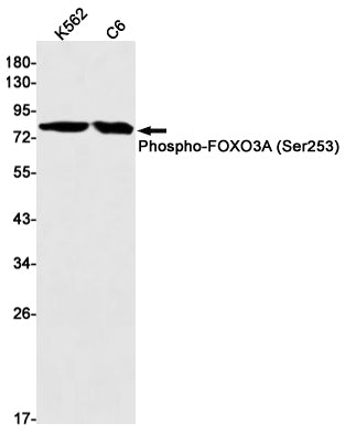 Phospho-FoxO3a (S253)  (16M7) Rabbit Monoclonal Antibody