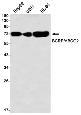 ABCG2 (19N14) Rabbit Monoclonal Antibody