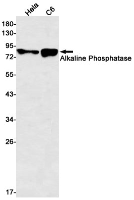 Alkaline Phosphatase (4C17) Rabbit Monoclonal Antibody