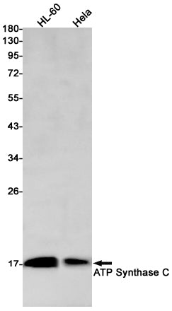 ATP5G1 (7N16) Rabbit Monoclonal Antibody