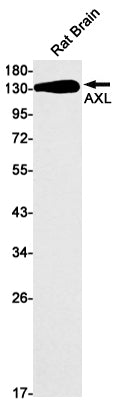 AXL (12Z7) Rabbit Monoclonal Antibody