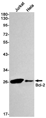 Bcl-2 (19L10) Rabbit Monoclonal Antibody