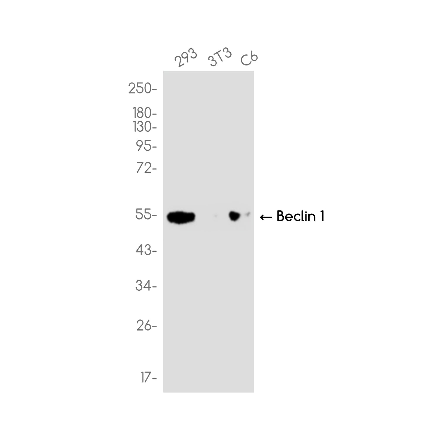 Beclin 1 (18O10) Rabbit Monoclonal Antibody