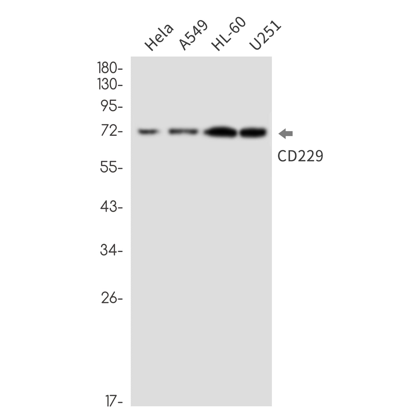 CD229 (3L5) Rabbit Monoclonal Antibody