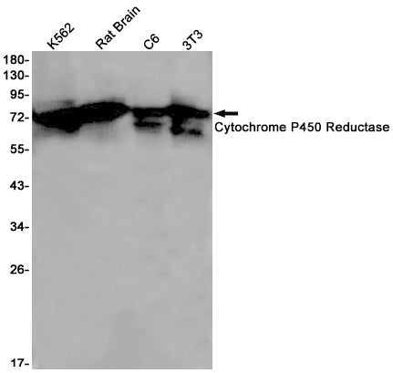 Cytochrome P450 Reductase (4D2) Rabbit Monoclonal Antibody