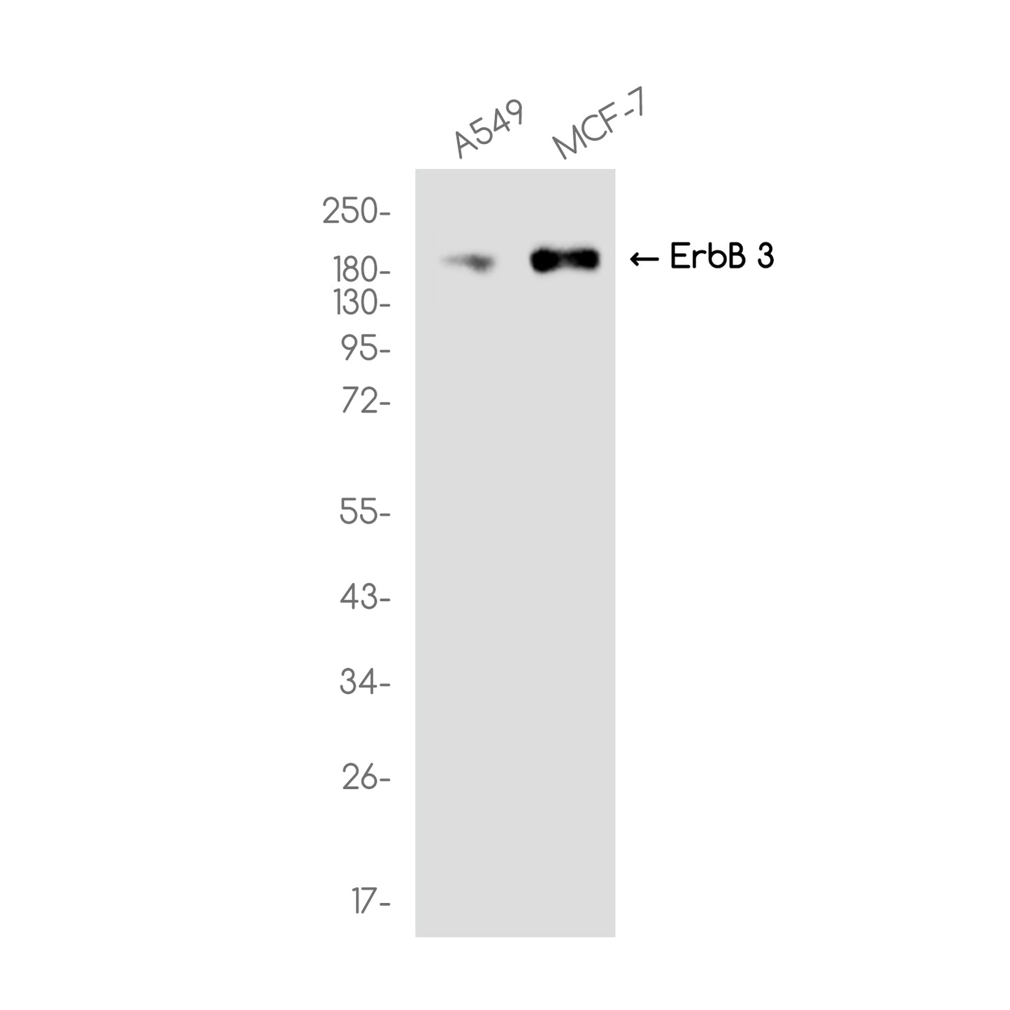 ErbB3 (HER3) (15E6) Rabbit Monoclonal Antibody