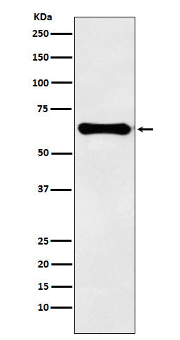 Factor IX  (1L7) Rabbit Monoclonal Antibody