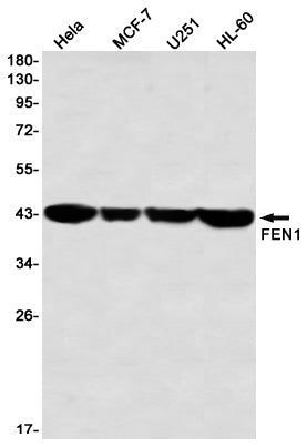 FEN1 (9F12) Rabbit Monoclonal Antibody
