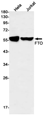 FTO (1H6) Rabbit Monoclonal Antibody