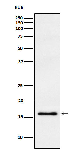 gamma Synuclein  (4A4) Rabbit Monoclonal Antibody