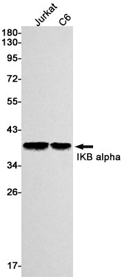 IKB alpha (6B2) Rabbit Monoclonal Antibody