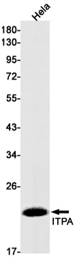 ITPA (8W11) Rabbit Monoclonal Antibody