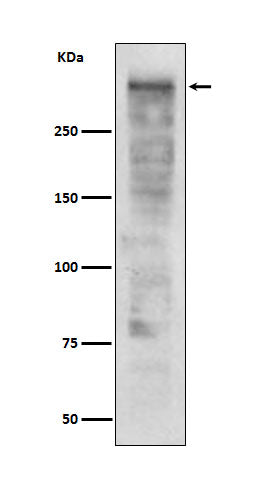 Ki67  (19I8) Rabbit Monoclonal Antibody