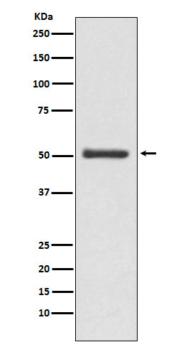 LOXL2  (9U1) Rabbit Monoclonal Antibody