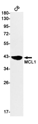 MCL1 (18O13) Rabbit Monoclonal Antibody