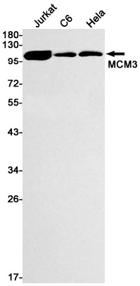MCM3 (12Y8) Rabbit Monoclonal Antibody