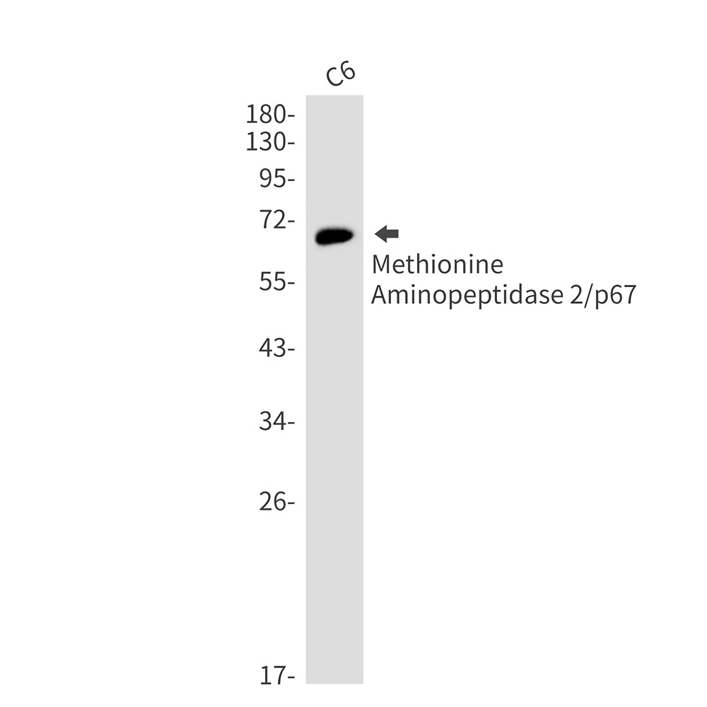 Methionine Aminopeptidase 2 (2I14) Rabbit Monoclonal Antibody