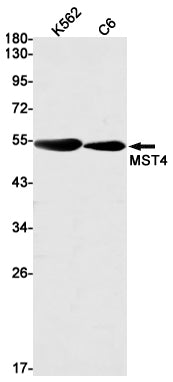 MST4 (9N11) Rabbit Monoclonal Antibody