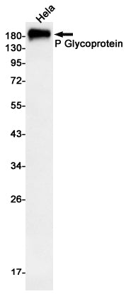 P Glycoprotein (6J13) Rabbit Monoclonal Antibody