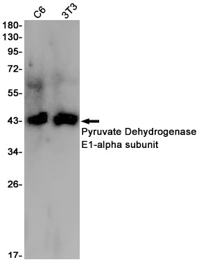 PDHA1 (8D7) Rabbit Monoclonal Antibody
