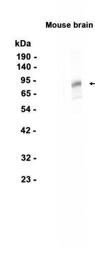PSD95   (13H1) Rabbit Monoclonal Antibody