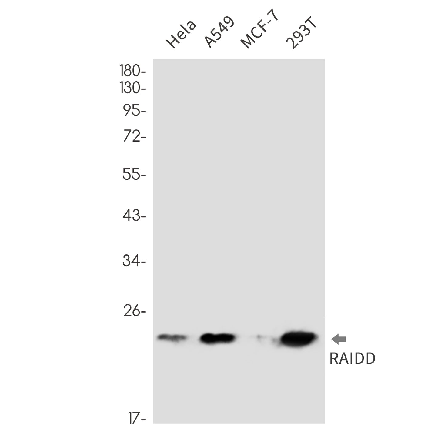 RAIDD (2O6) Rabbit Monoclonal Antibody