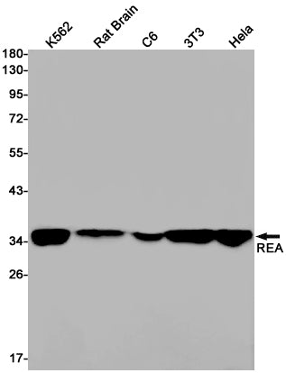 REA (13I14) Rabbit Monoclonal Antibody