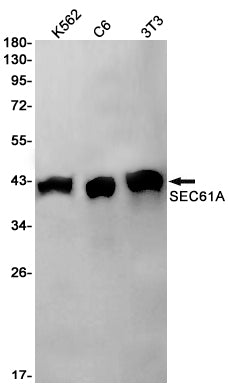 SEC61A (18P13) Rabbit Monoclonal Antibody