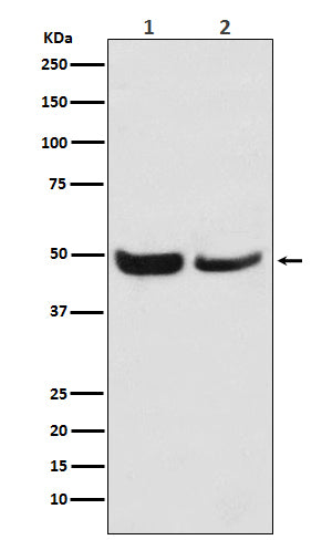 SKP2  (13N4) Rabbit Monoclonal Antibody