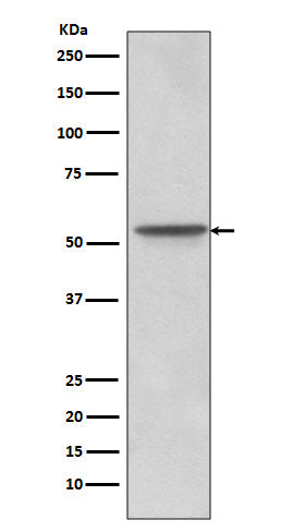 Src  (12F19) Rabbit Monoclonal Antibody
