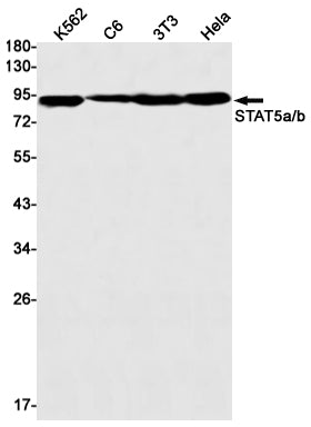 STAT5 (10V11) Rabbit Monoclonal Antibody