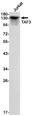 TAF3 (4T14) Rabbit Monoclonal Antibody