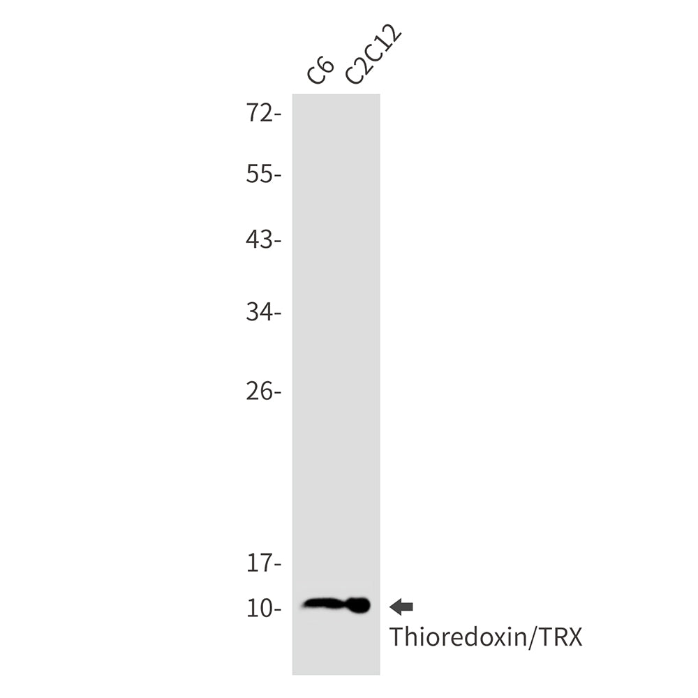 Thioredoxin (6O1) Rabbit Monoclonal Antibody