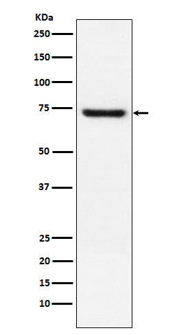 TRF2 (12B2) Rabbit Monoclonal Antibody