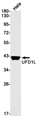 UFD1L (6R6) Rabbit Monoclonal Antibody