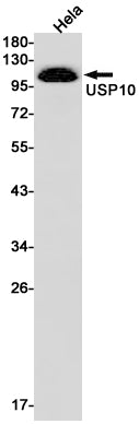 USP10  (19L1) Rabbit Monoclonal Antibody
