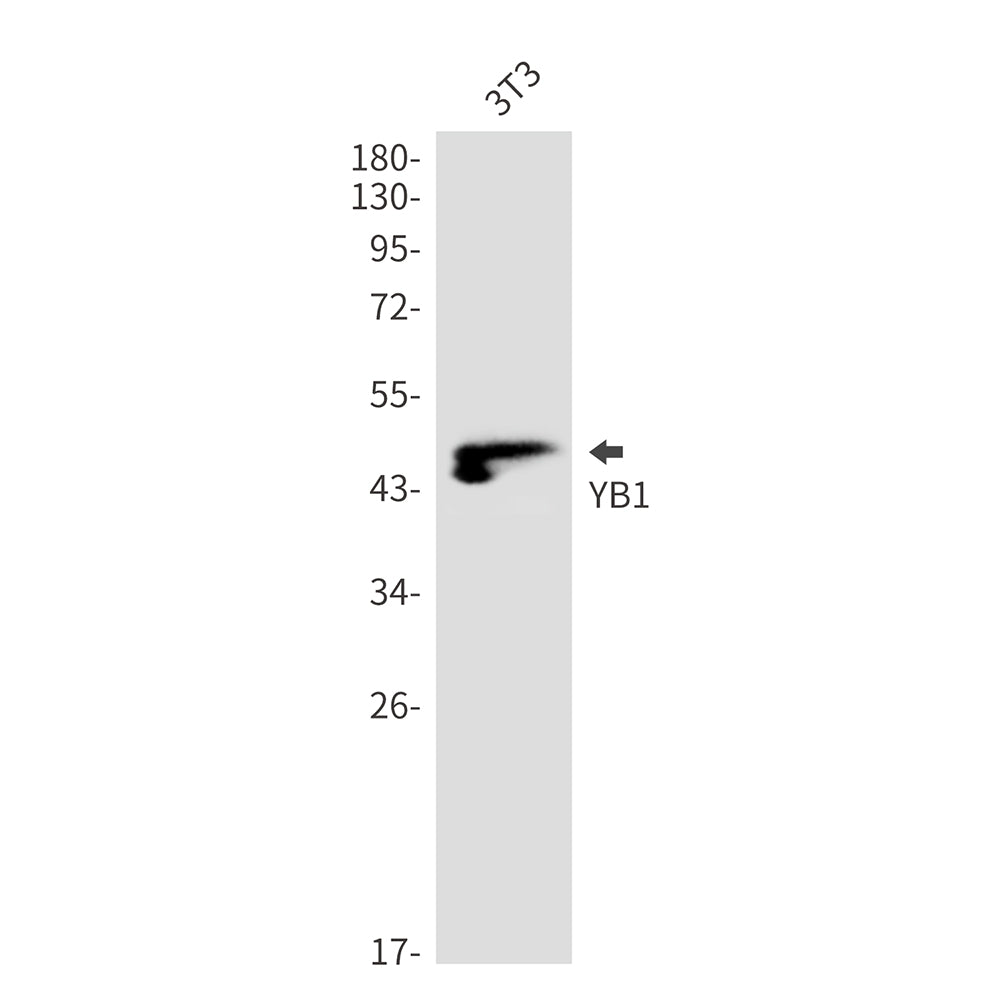 YB1 (15K16) Rabbit Monoclonal Antibody