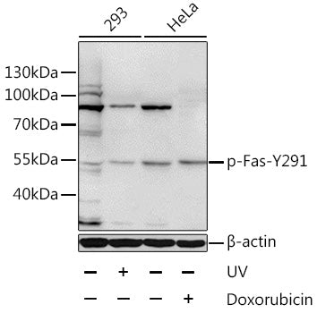Phospho-Fas-Y291 Rabbit pAb