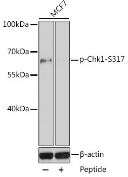 Phospho-Chk1-S317 Rabbit pAb