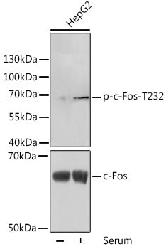 Phospho-c-Fos-T232 Rabbit pAb