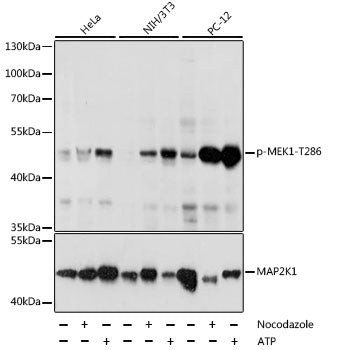 Phospho-MEK1-T286 Rabbit pAb