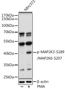 Phospho-MAP2K3-S189/MAP2K6-S207 Rabbit pAb