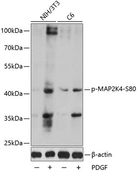 Phospho-MAP2K4-S80 Rabbit pAb