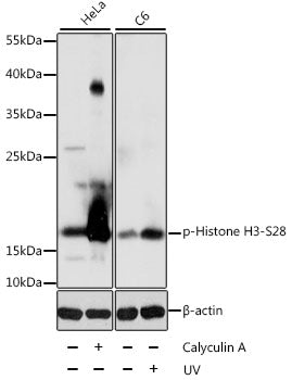 Phospho-Histone H3-S28 Rabbit pAb