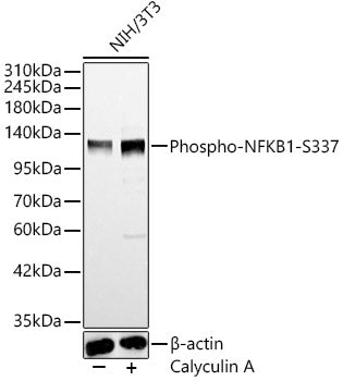 Phospho-NFKB1-S337 Rabbit pAb