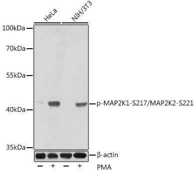 Phospho-MAP2K1-S217/MAP2K2-S221 Rabbit pAb